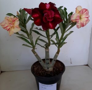 LEILÃO Nº 445 - Imagem 3