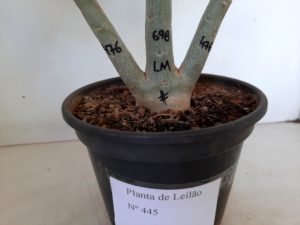 LEILÃO Nº 445 - Imagem 11