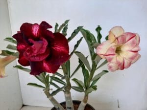 LEILÃO Nº 445 - Imagem 4