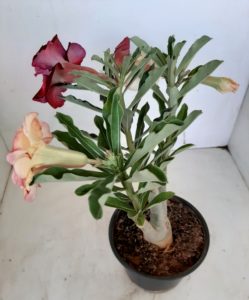 LEILÃO Nº 445 - Imagem 6