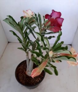 LEILÃO Nº 445 - Imagem 8