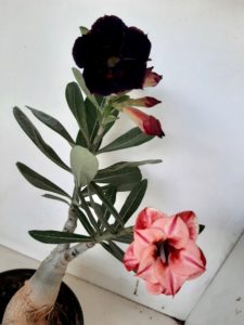 LEILÃO Nº 446 - Imagem 9