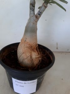 LEILÃO Nº 446 - Imagem 8