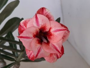 LEILÃO Nº 446 - Imagem 4