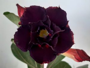 LEILÃO Nº 446 - Imagem 3