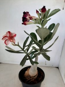 LEILÃO Nº 446 - Imagem 6