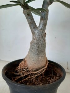 LEILÃO Nº 446 - Imagem 5