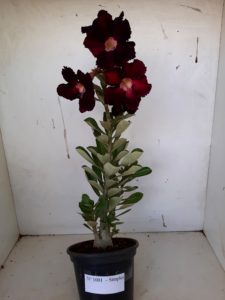 Planta Simples 1001 – 35cm – 02 anos - Imagem 2