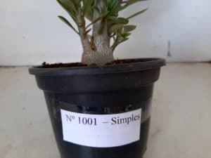 Planta Simples 1001 – 35cm – 02 anos - Imagem 7