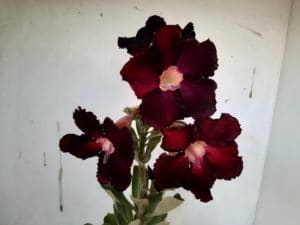 Planta Simples 1001 – 35cm – 02 anos - Imagem 4