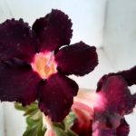 Planta Simples 1001 – 35cm – 02 anos