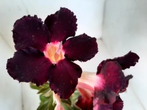 Planta Simples 1001 – 35cm – 02 anos