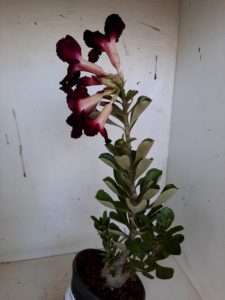 Planta Simples 1001 – 35cm – 02 anos - Imagem 5