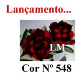 ENXERTO COR LM 548