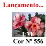 ENXERTO COR LM 556