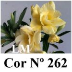ENXERTO COR LM 262