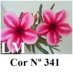 ENXERTO COR LM 341