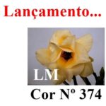 ENXERTO COR LM 374