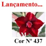 ENXERTO COR LM 437