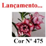 ENXERTO COR LM 475