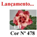 ENXERTO COR LM 478