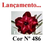 ENXERTO COR LM 486