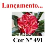 ENXERTO COR LM 491