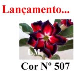 ENXERTO COR LM 507