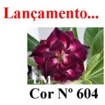 ENXERTO COR LM 604