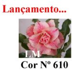 ENXERTO COR LM 610