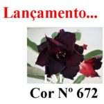 ENXERTO COR LM 672