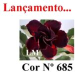 ENXERTO COR LM 685