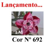 ENXERTO COR LM 692