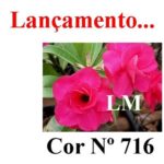 ENXERTO COR LM 716