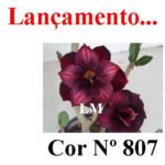 ENXERTO COR LM 807