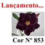 ENXERTO COR LM 853