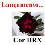 ENXERTO COR LM DRX