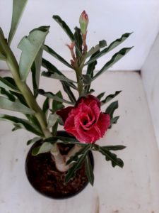 LEILÃO Nº 454 - Imagem 16