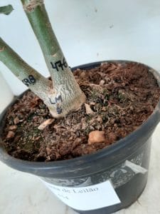 LEILÃO Nº 454 - Imagem 11