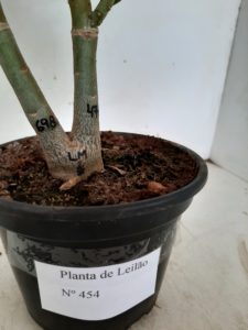 LEILÃO Nº 454 - Imagem 9