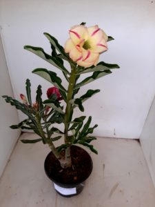 LEILÃO Nº 454 - Imagem 8