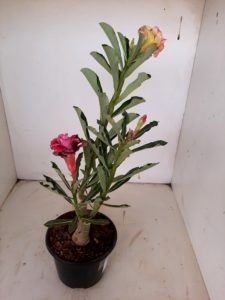 LEILÃO Nº 454 - Imagem 7