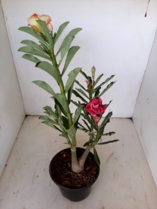 LEILÃO Nº 454 - Imagem 6