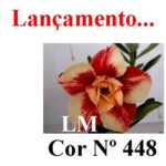 ENXERTO COR LM 448