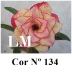 ENXERTO COR LM 134