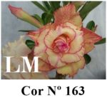 ENXERTO COR LM 163