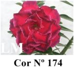 ENXERTO COR LM 174