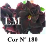 ENXERTO COR LM 180