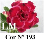 ENXERTO COR LM 193