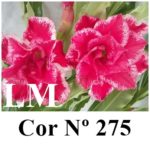 ENXERTO COR LM 275